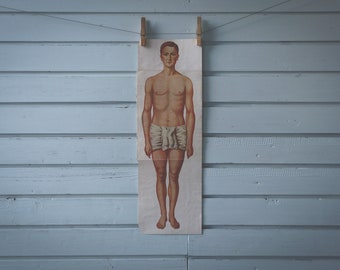 1926 Vintage Male Anatomy Illustration