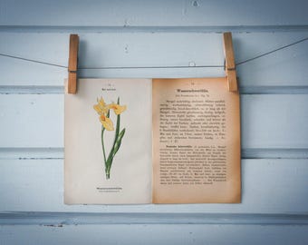 1894 Vintage Yellow Iris Chromolithograph Illustration