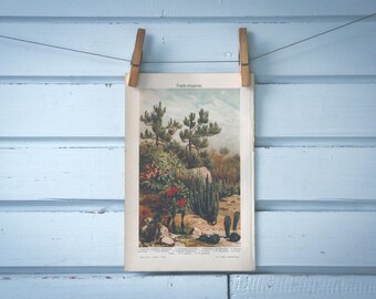 1907 Vintage Spurges Chromolithograph Illustration