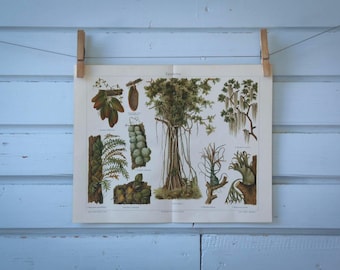 1907 Vintage Epiphytes Chromolithograph Illustration
