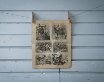 1887 Vintage Deer Lithograph Illustration