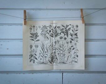 1907 Vintage Spice Plants Lithograph Illustration