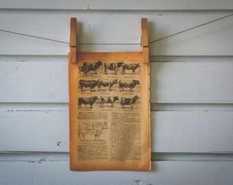 1913 Vintage Cows Lithograph Illustration