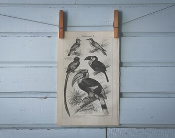 1907 Vintage Birds Lithograph Illustration