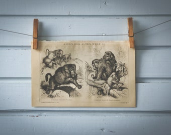 1887 Vintage Baboon & Macaque Lithograph Illustration