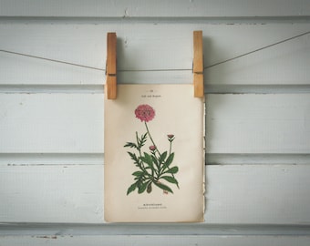 1894 Vintage Field Scabious Chromolithograph Illustration