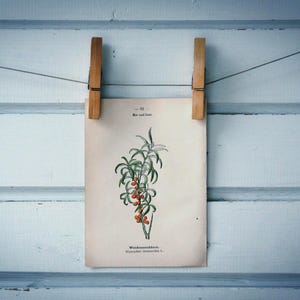 1894 Vintage Sea-Buckthorn Chromolithograph Illustration