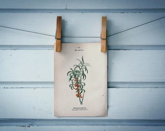 1894 Vintage Sea-Buckthorn Chromolithograph Illustration