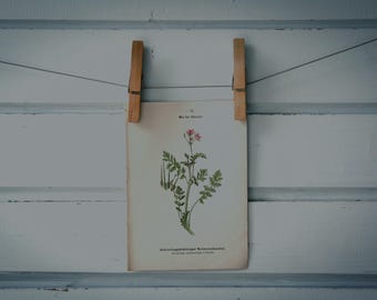 1894 Vintage Common Stork's-Bill Chromolithograph Illustration