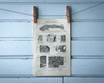 1907 Vintage Human Tissue Lithograph Illustration
