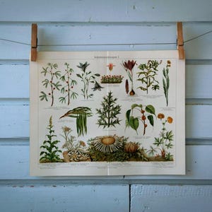 Vintage 1907 La défense chez les plantes Illustration chromolithographie