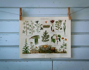 1907 Vintage Defense in Plants Chromolithograph Illustration