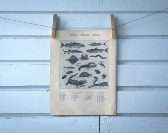 1914 Vintage Reptiles, Fish & Crustaceans Illustration