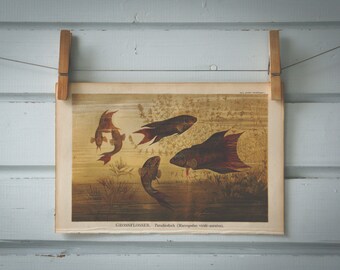 1890 Vintage Paradise Fish Chromolithograph Illustration