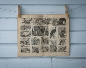 1887 Vintage Game Birds Lithograph Illustration