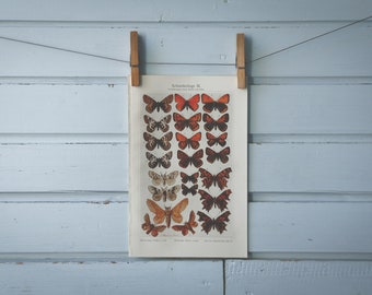 1907 Vintage Butterflies Chromolithograph Illustration