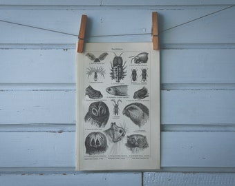 1907 Vintage Nocturnal Animals Lithograph Illustration