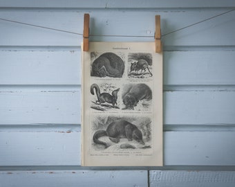 1907 Vintage Insectivora Lithograph Illustration