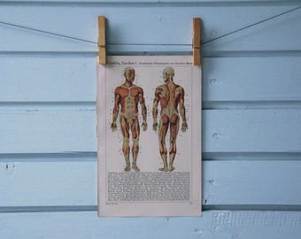 1941 Vintage Human Anatomy Chromolithograph Illustration