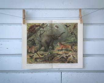 1907 Vintage Oriental Region Fauna Chromolithograph Illustration