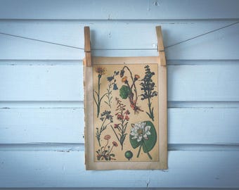 1897 Vintage Plants Chromolithograph Illustration
