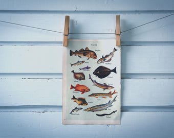 1956 Vintage Fish Illustration