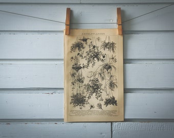 1887 Vintage Hanging Decorative Plants Lithograph Illustration