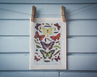 1935 Vintage Butterflies Illustration