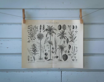 1907 Vintage Oil Plants Lithograph Illustration