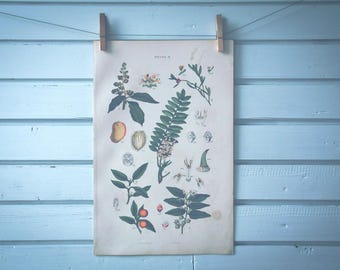 1885 Vintage Plants Chromolithograph Illustration