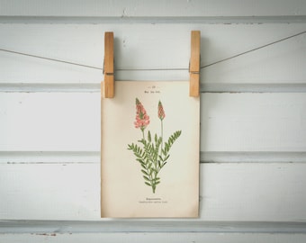1894 Vintage Common Sainfoin Chromolithograph Illustration