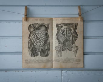 1887 Vintage Internal Organs Chromolithograph Illustration
