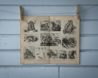 1887 Vintage Frogs Lithograph Illustration