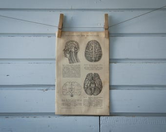 1887 Vintage Brain Anatomy Lithograph Illustration