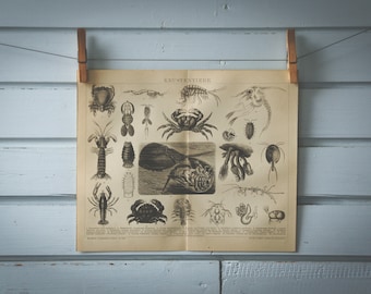1887 Vintage Crustaceans Lithograph Illustration