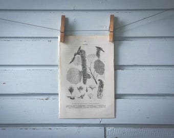 1871 Vintage Common Aspen Lithograph Illustration