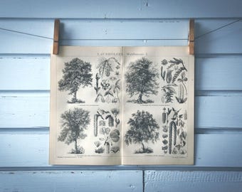 1887 Vintage Deciduous Trees Lithograph Illustration