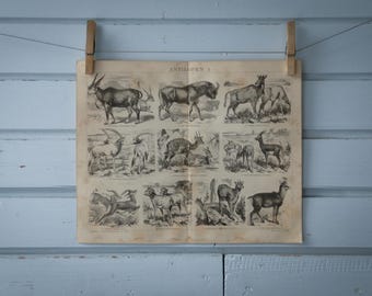 1887 Vintage Antelopes Lithograph Illustration