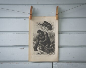 1907 Vintage Gorilla Lithograph Illustration