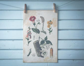 1885 Vintage Gloxinia Chromolithograph Illustration