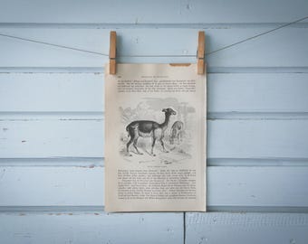 1897 Vintage Vicuña Lithograph Illustration