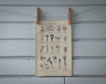 1907 Vintage Plant Reproductive Morphology Lithograph Illustration