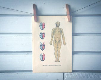 1957 Vintage Lymphatic System Illustration