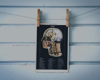 1956 Vintage Head Anatomy Illustration