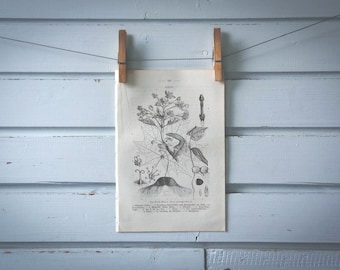 1871 Vintage Norway Maple Lithograph Illustration