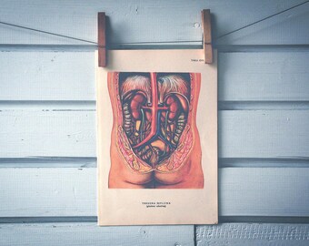 1957 Vintage Internal Organs Illustration