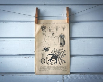 1887 Vintage Pollination Lithograph Illustration