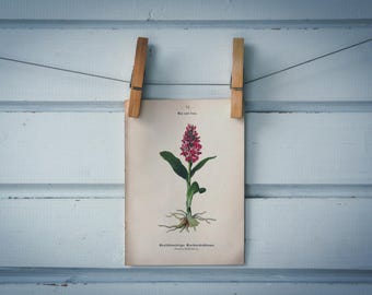 1894 Vintage Broad-Leaved Marsh Orchid Chromolithograph Illustration