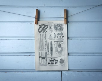 1907 Vintage Plant Cells Lithograph Illustration