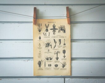 1907 Vintage Plant Reproductive Morphology Lithograph Illustration